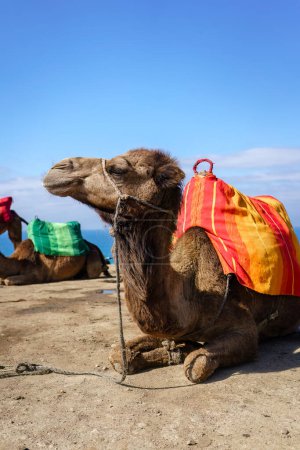 Nahaufnahme eines Kamels mit bunten Sätteln am Strand von Tanger, Marokko.