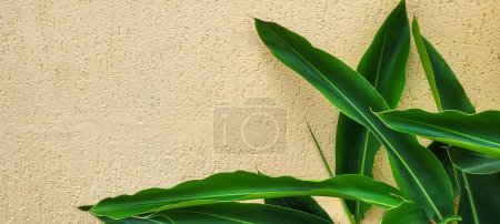 Photo for "Get the tropical charm of this image now! A yellow background with green leaves and texture, perfect to highlight your creativity with freshness and elegance. Shine with style!" - Royalty Free Image