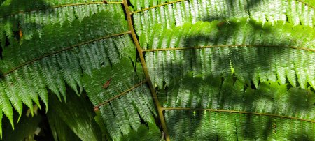 image of tropical banana leaf and other plants amid nature on the beach