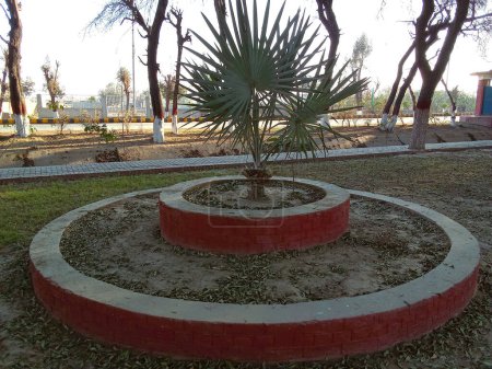 Discover the captivating sight of a palm tree twisted into a perfect circle, adding a whimsical touch to the park landscape