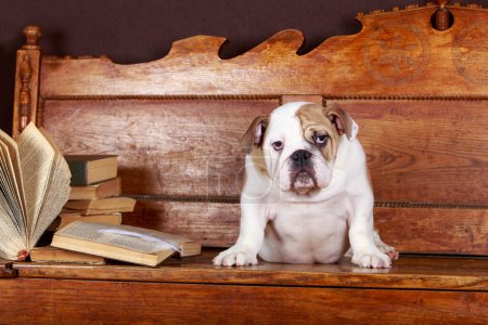 Photo for Dog breed english bulldog on a wooden bench - Royalty Free Image