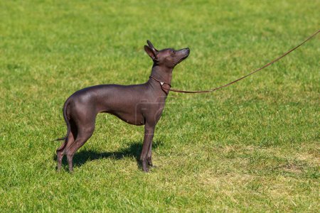 Peruvian Hairless Dog stands on a background of green grass