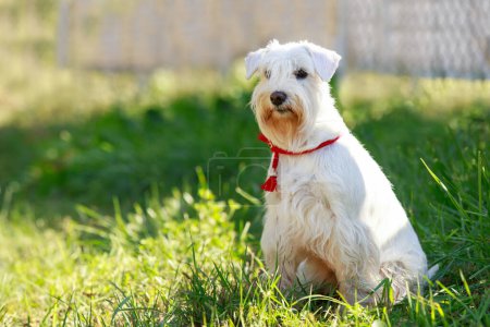 Foto de Dog breed Miniature Schnauzer on green grass - Imagen libre de derechos