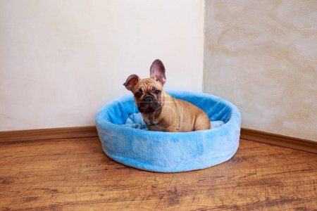 Photo for Beautiful puppy french bulldog sitting in playpen for dogs of the house. - Royalty Free Image