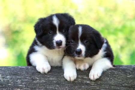Two little puppies breed border collie on a tree trunk close up