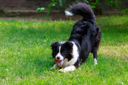 Dog breed border collie in the garden with a ball