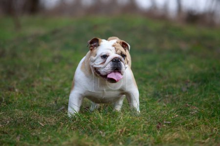 Téléchargez les photos : Beau champion mâle anglais bulldog debout dans l'herbe - en image libre de droit