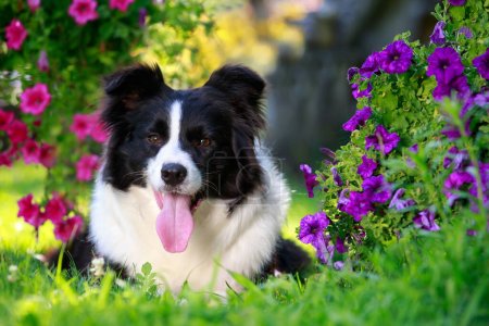 dog breed border collie in garden on the background of blooming petunias