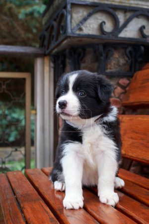 Foto de Pequeña raza de cachorro Border Collie sentado en un banco de madera - Imagen libre de derechos