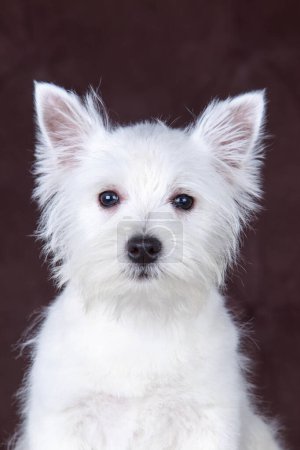 Téléchargez les photos : West Highland White Terrier chien sur un fond brun - en image libre de droit