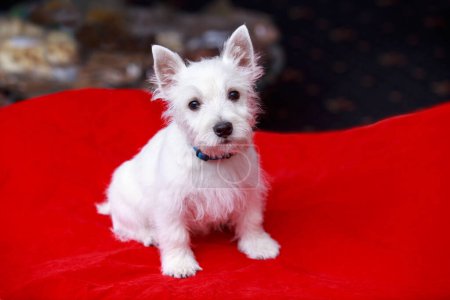 Téléchargez les photos : West Highland White Terrier chien est assis sur un oreiller rouge - en image libre de droit