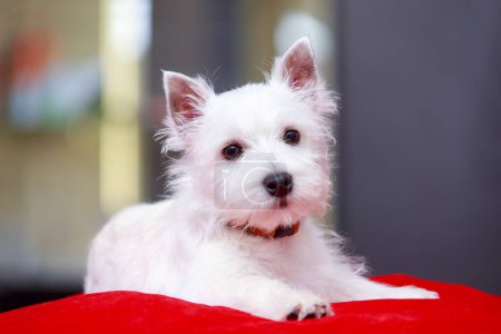 Téléchargez les photos : West Highland White Terrier chien est couché sur un oreiller rouge - en image libre de droit