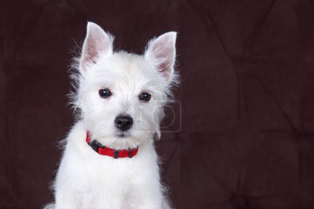 Téléchargez les photos : West Highland White Terrier chien sur un fond brun - en image libre de droit