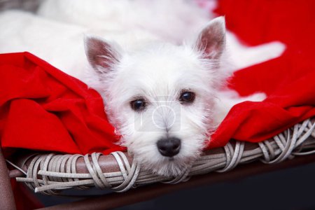 Téléchargez les photos : West Highland White Terrier chien est couché sur un fauteuil avec un oreiller rouge - en image libre de droit