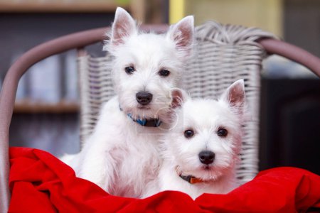 Téléchargez les photos : Deux chiens West Highland White Terrier sur une chaise - en image libre de droit