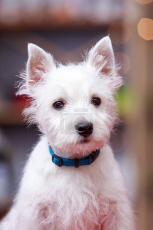 Téléchargez les photos : Gros plan sur un chien West Highland White Terrier - en image libre de droit