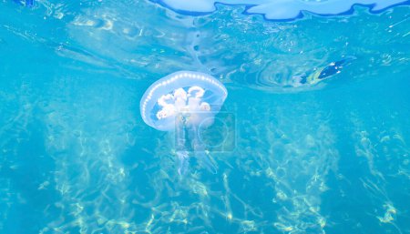 Photo for White jellyfish drifting in the clear blue sea, sunlight shining through - Royalty Free Image