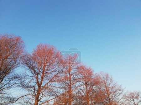 Invierno caducifolio zelkova y cielo azul.
