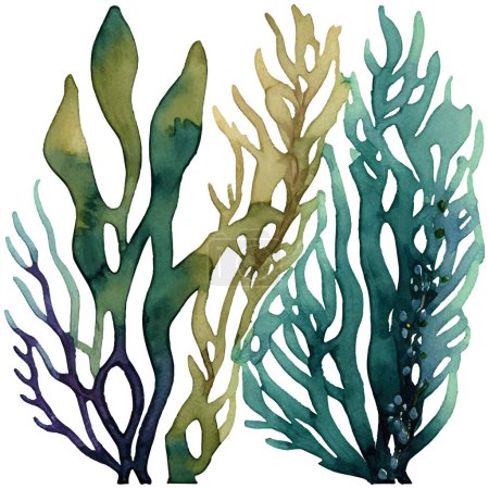 Watercolor illustration of seaweed
