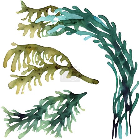 Illustration for Watercolor illustration set of seaweed - Royalty Free Image