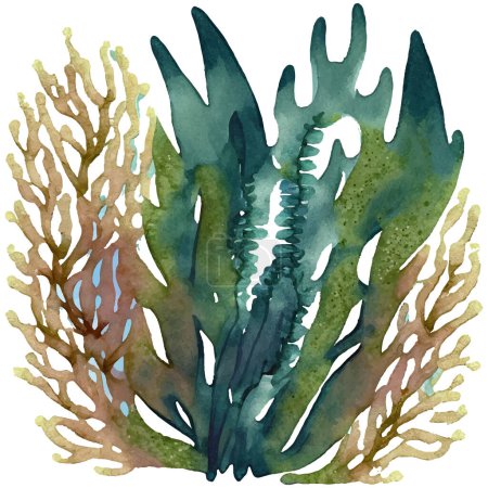 Acuarela ilustración de algas marinas