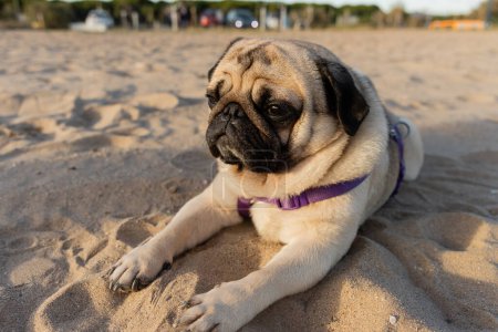 cute pug dog lying on sandy beach in Barcelona