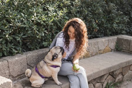 Positive and curly young woman in casual clothes holding fresh apple and smiling while petting pug dog on stone bench near green bushes in park in Barcelona, Spain 