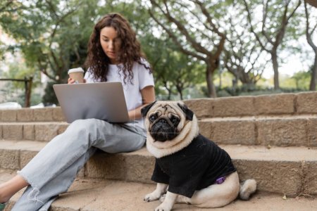 Pug dog in clothes looking at camera while sitting on stairs near blurred freelancer with coffee to go using laptop in park at daytime in Barcelona, Spain 