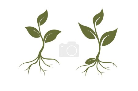Téléchargez les photos : Germes vecteurs, trois feuilles, racines, graines. Concept de symbole créatif biologique, biocosmétiques naturels, nature - en image libre de droit