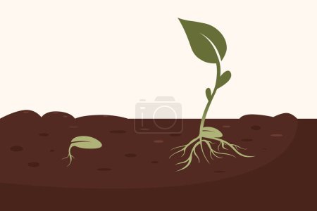 Grain in the ground. Green plant seedling. Stages of plant growth, cycle of growing seeds in the ground. Vector sprouts, roots, seeds. Organic creative symbol concept, natural biocosmetics, nature