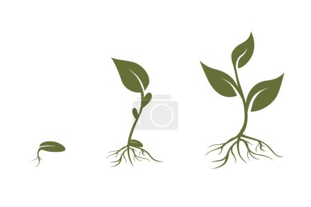 Illustration for Green plant seedling. Plant growth stages, seed growing cycle. Vector sprouts, roots, seeds. Organic creative symbol concept, natural biocosmetics, nature - Royalty Free Image
