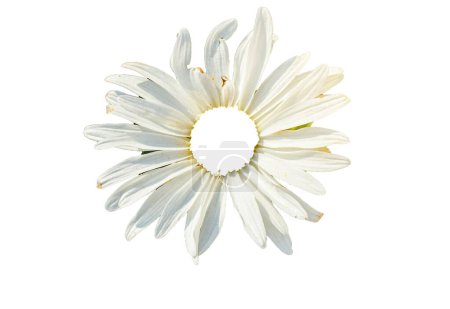 ein Gänseblümchenkopf Oberfläche Nahaufnahme Blume isoliert auf weiß.