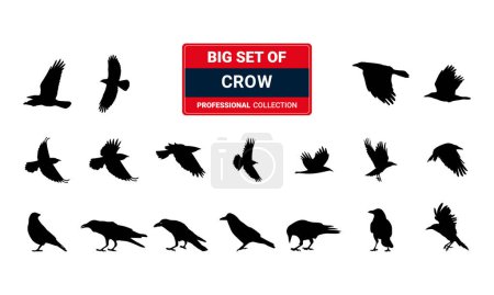 Foto de Negro cuervo pájaro Halloween tema vector silueta diseño - Imagen libre de derechos