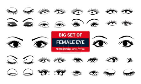 Téléchargez les illustrations : Divers types d'yeux de femme. Ensemble de formes d'yeux vectoriels. Ensemble d'illustrations avec des légendes. - en licence libre de droit