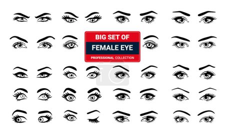 Téléchargez les illustrations : Divers types d'yeux de femme. Ensemble de formes d'yeux vectoriels. Ensemble d'illustrations avec des légendes. - en licence libre de droit