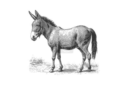 Téléchargez les illustrations : Esquisse animalière d'âne gravure dessinée à la main. Illustration vectorielle desing. - en licence libre de droit
