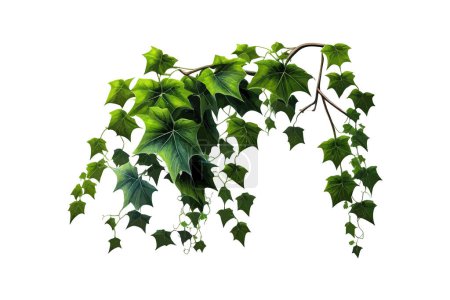 Illustration for Bush grape or three-leaved wild vine cayratia Cayrat. Vector illustration desing. - Royalty Free Image