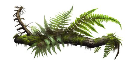Hojas verdes epífitas de helechos y musgos crecen en troncos viejos. Diseño de ilustración vectorial.