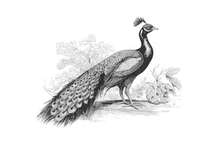 Ilustración de Boceto de pavo real dibujado a mano en estilo grabado. Diseño de ilustración vectorial. - Imagen libre de derechos