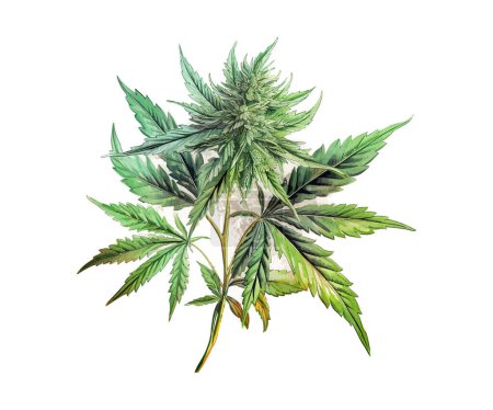 Téléchargez les illustrations : Aquarelle feuille de cannabis. Illustration vectorielle. - en licence libre de droit