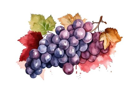 Illustration for Bunch of grapes hand drawn color watercolor. Vector illustration design. - Royalty Free Image