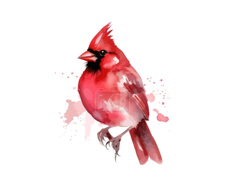 Acuarela de pájaro cardenal rojo. Diseño de ilustración vectorial.
