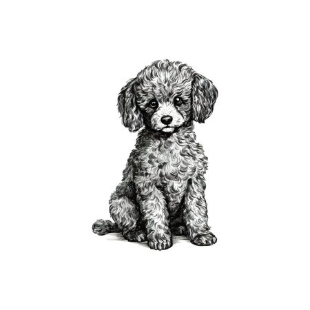 Ilustración de Pequeño juguete lindo perro caniche boceto dibujado a mano. Diseño de ilustración vectorial. - Imagen libre de derechos
