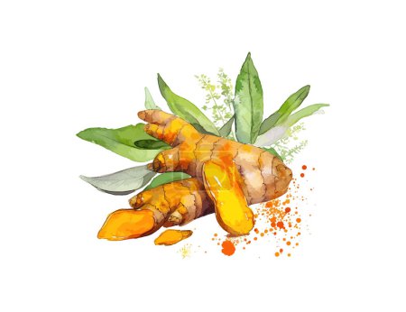 Illustration for Turmeric. Hand drawn watercolor. Vector illustration design. - Royalty Free Image