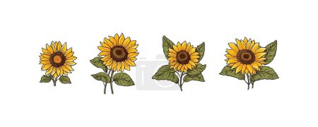 Sunflower set. Vector illustration design