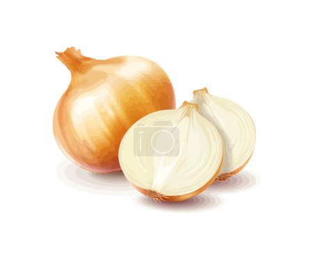 Illustration for Onion and slice. Vector illustration design. - Royalty Free Image