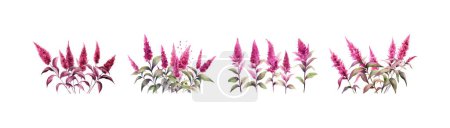 Illustration for Watercolor amaranth plant clipart for graphic resource. Vector illustration design. - Royalty Free Image