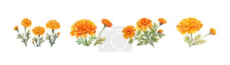 Illustration for Watercolor marigold flower clipart for graphic resources. Vector illustration design. - Royalty Free Image