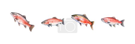 Illustration for Watercolor salmon fish set. Vector illustration design. - Royalty Free Image