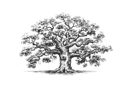Illustration for Ancient oak hand drawn. Vector illustration design. - Royalty Free Image